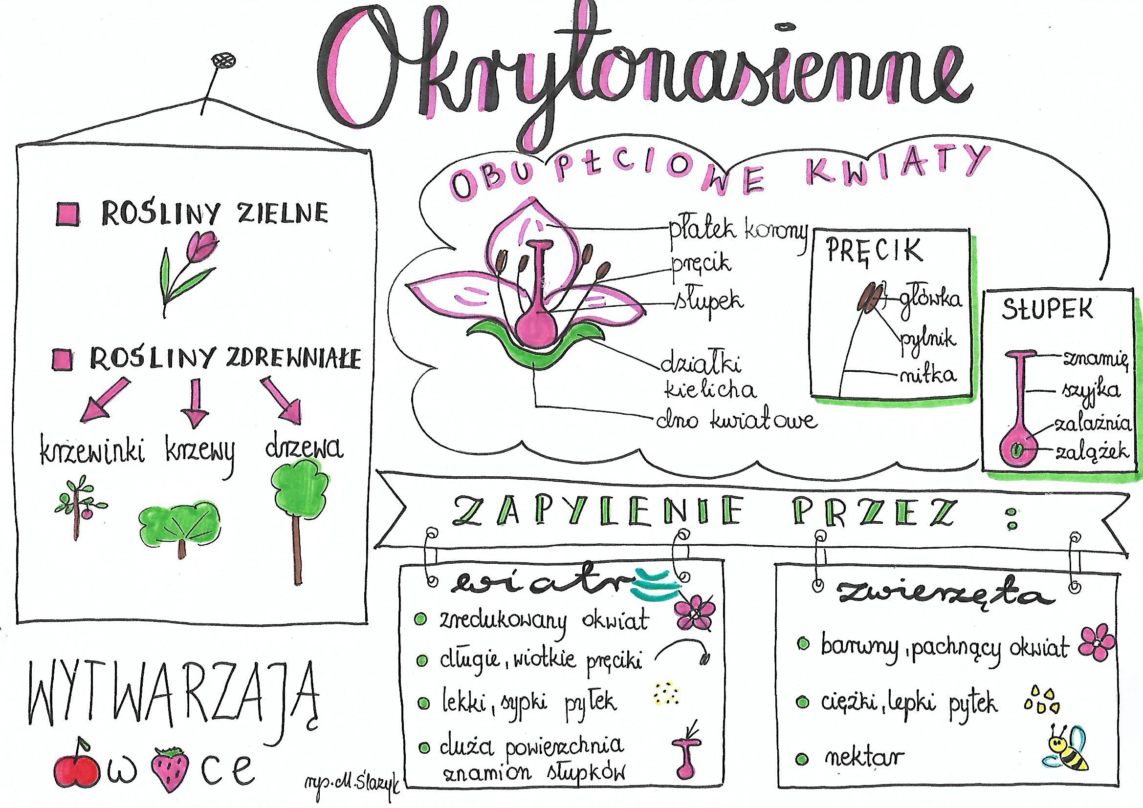 Okrytonasienne • Złotynauczyciel Nagonasienne I Okrytonasienne Test