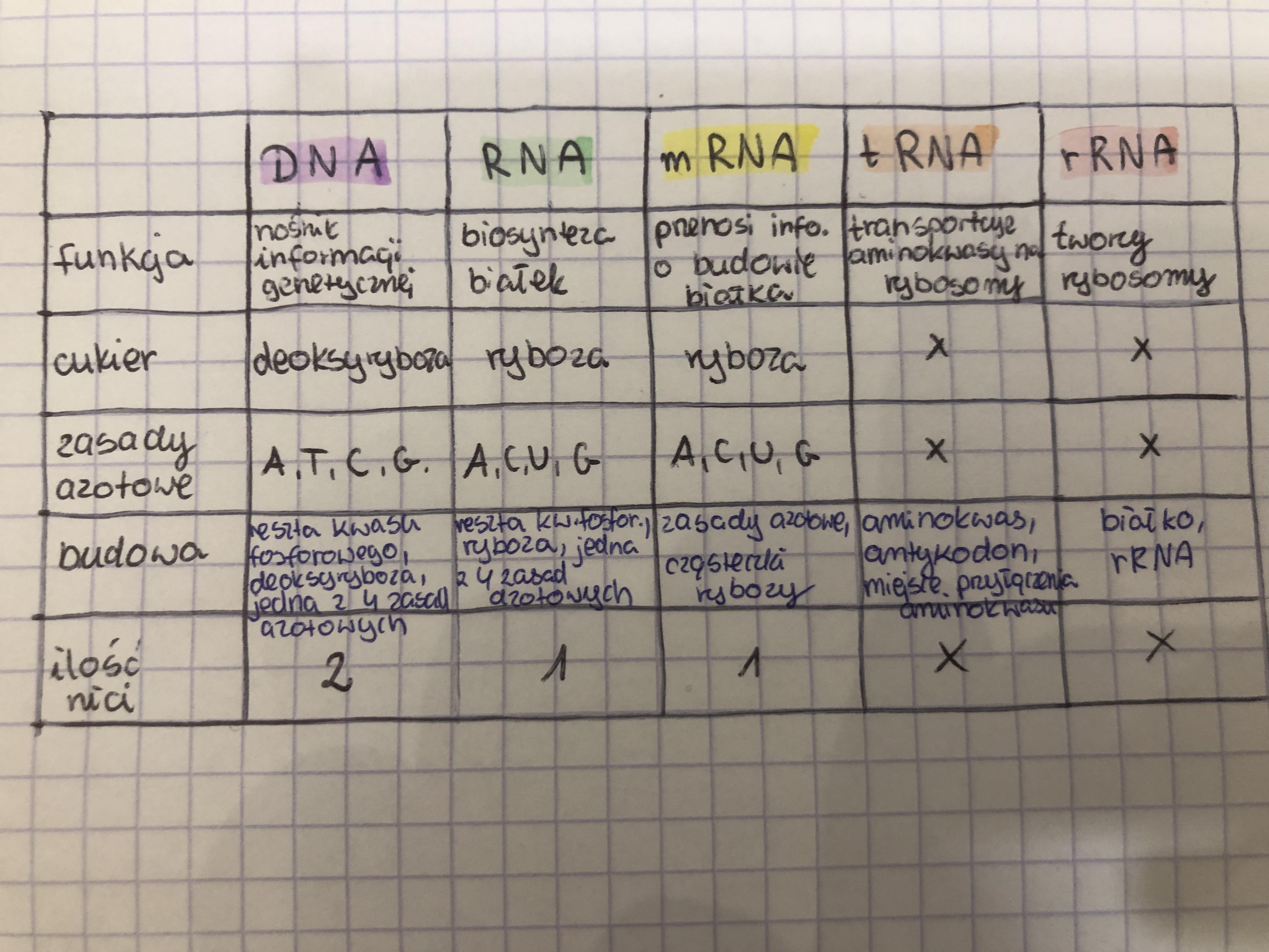 opisz budowę kwasów nukleinowych tj.: DNA RNA mRNA tRNA rRNA Sporządź W Tabeli Przedstawiono Budowe Dwoch Rodzajow Kwasow Nukleinowych