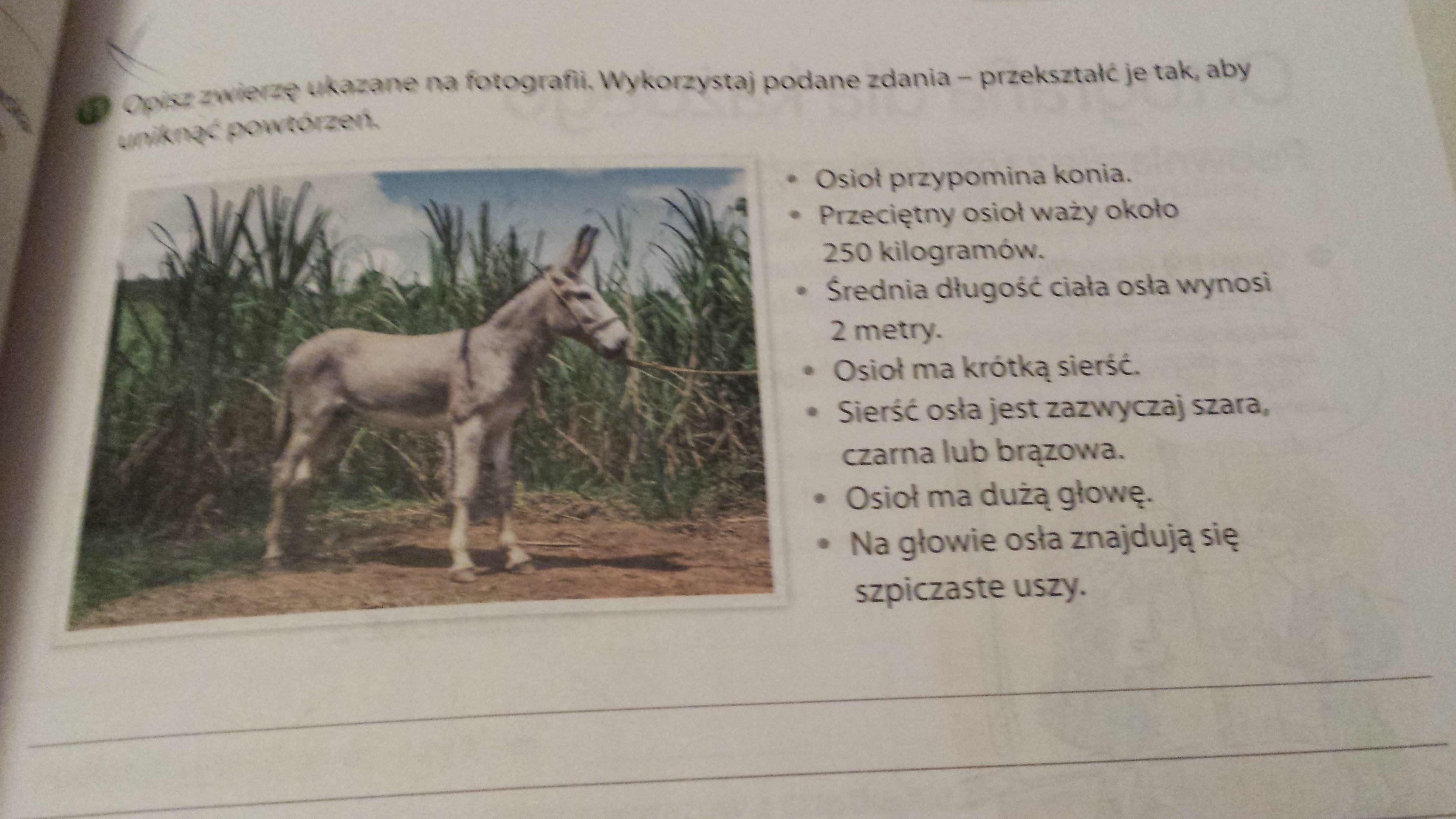 Opisz Zwierzę Ukazane Na Fotografii Wykorzystaj Podane Zdania