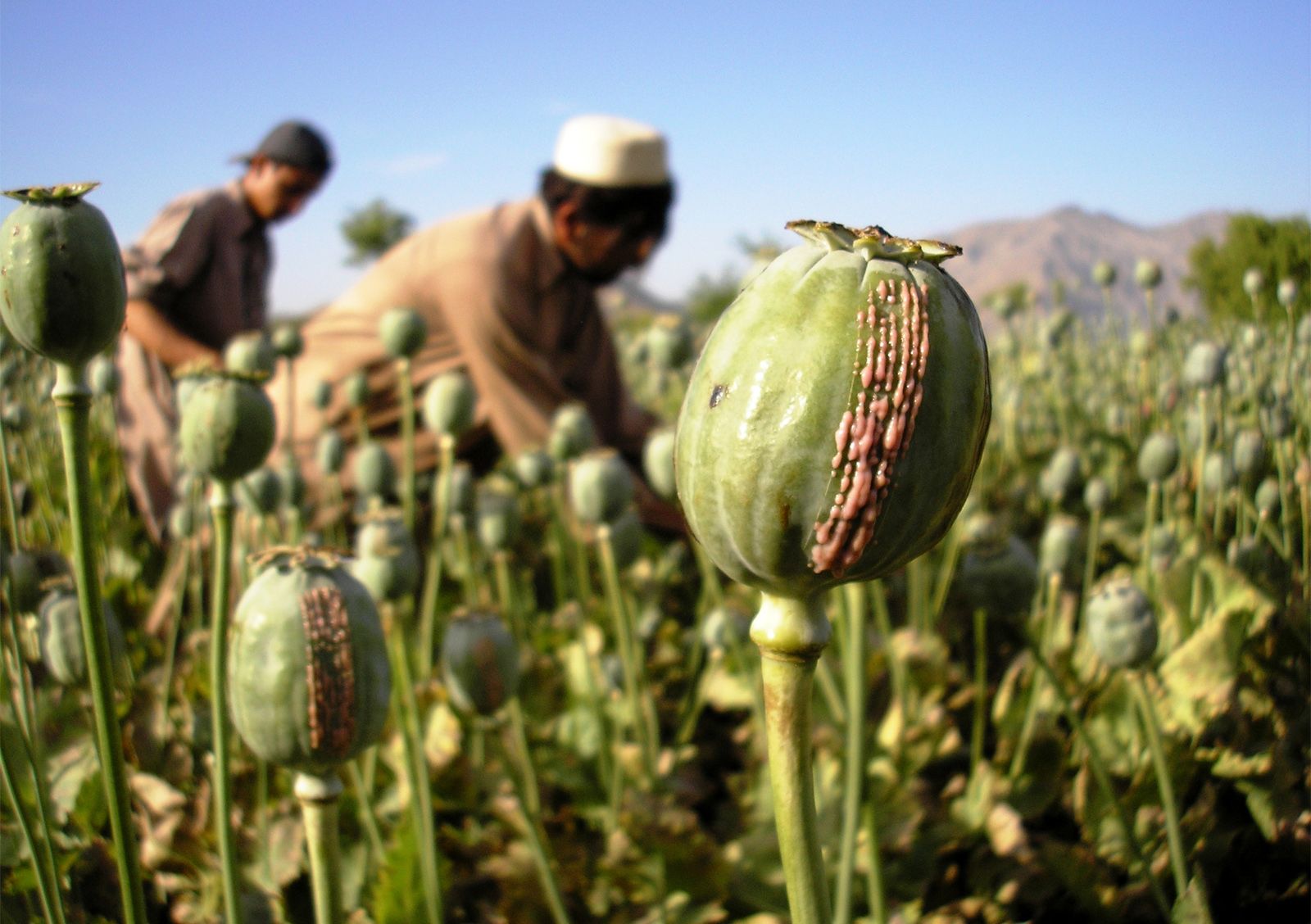 Opium | Drug, Physiological Actions, & History | Britannica Sprawdzian Z Lektury Opium W Rosole 1 Gimnazjum Odpowiedzi