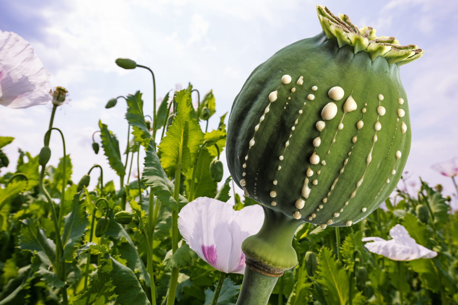 Opium W Rosole Test Ze Znajomości Lektury