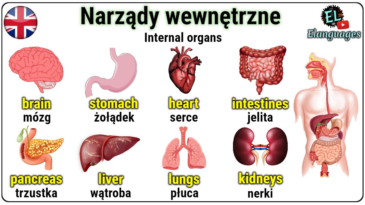 Organy Państwa W Stosunkach Międzynarodowych