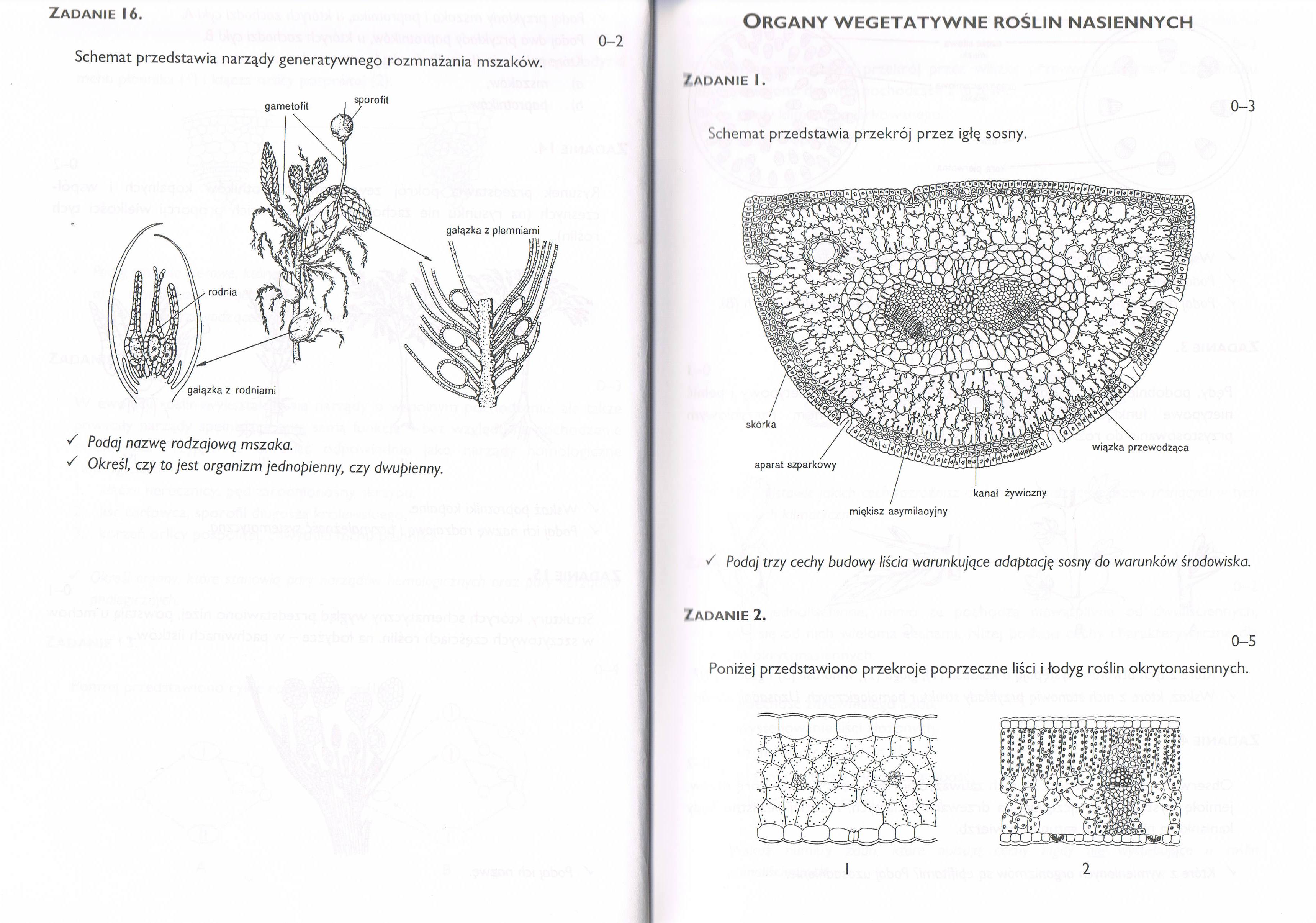 Sprawdzian Z Biologii świat Roślin