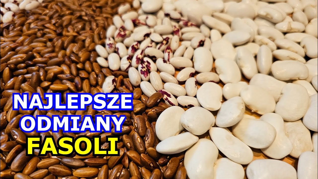 Oto NAJLEPSZE ODMIANY Fasoli. Fasola jakie odmiany wybrać. Uprawa Gdzie Mozna Kupic Fasolki Wszystkich Smakw