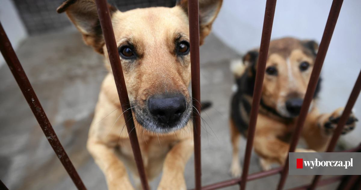 OTOZ Animals przez najbliższy rok poprowadzi schronisko dla zwierząt Schronisko Dla Bezdomnych Zwierząt Otoz Animals W Dąbrówce