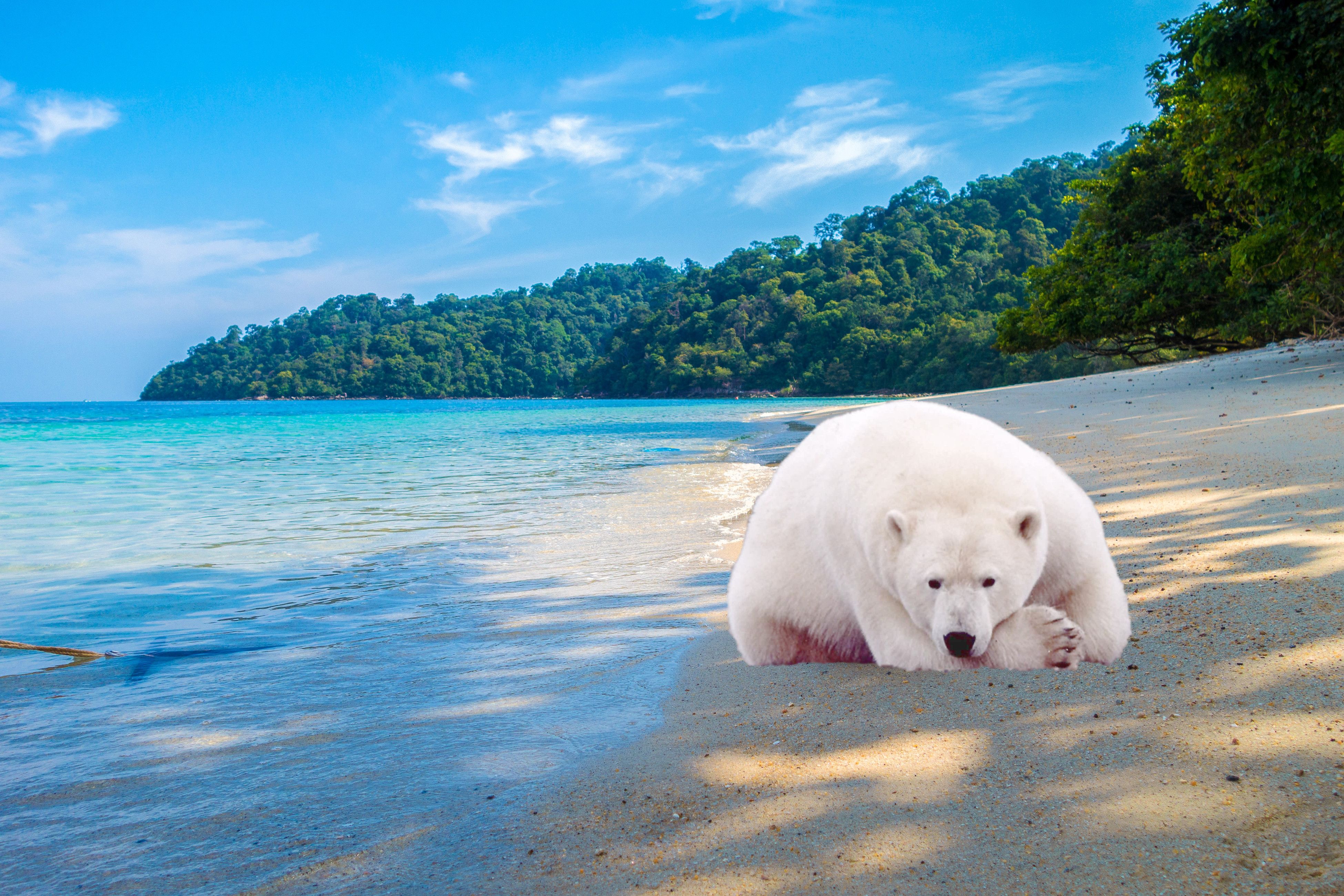 Ours blanc, Ours polaire, Animaux Que Cache L Ours Polaire Sur La Plage