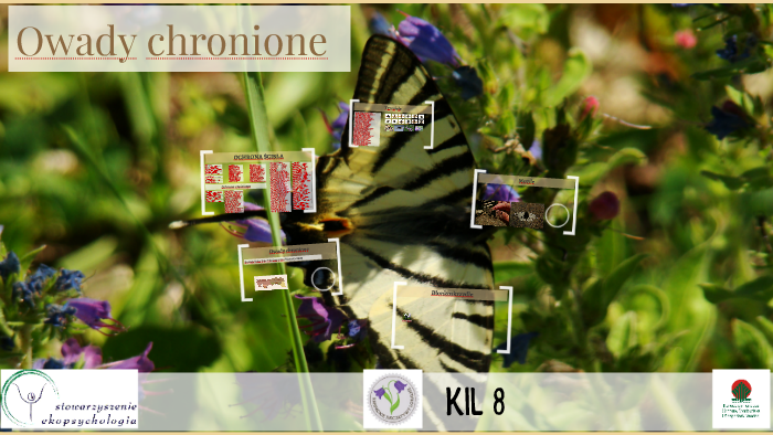 Owady chronione by Piotr Kutiak on Prezi Owady Chronione W Polsce Prezentacja