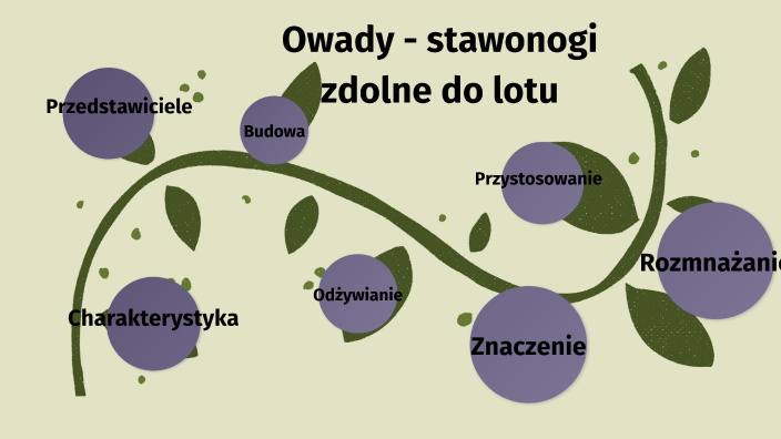 Owady Stawonogi Zdolne Do Lotu