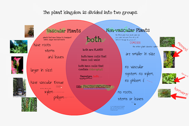 P4's Classroom Blog: Vascular vs. Nonvascular Plants Vascular And Nonvascular Plants Venn Diagram