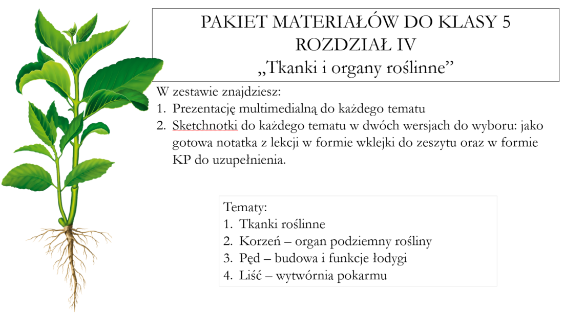 Test Tkanki Roslinne Klasa 5