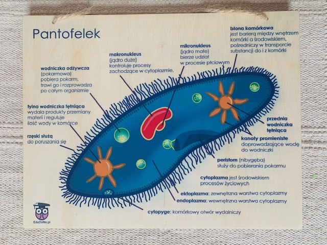 Pantofelek. Budowa i jego funkcje - sklep EduDoMo Podpisz Na Rysunku Elementy Budowy Pantofelka Wykorzystując Podane Niżej Pojęcia