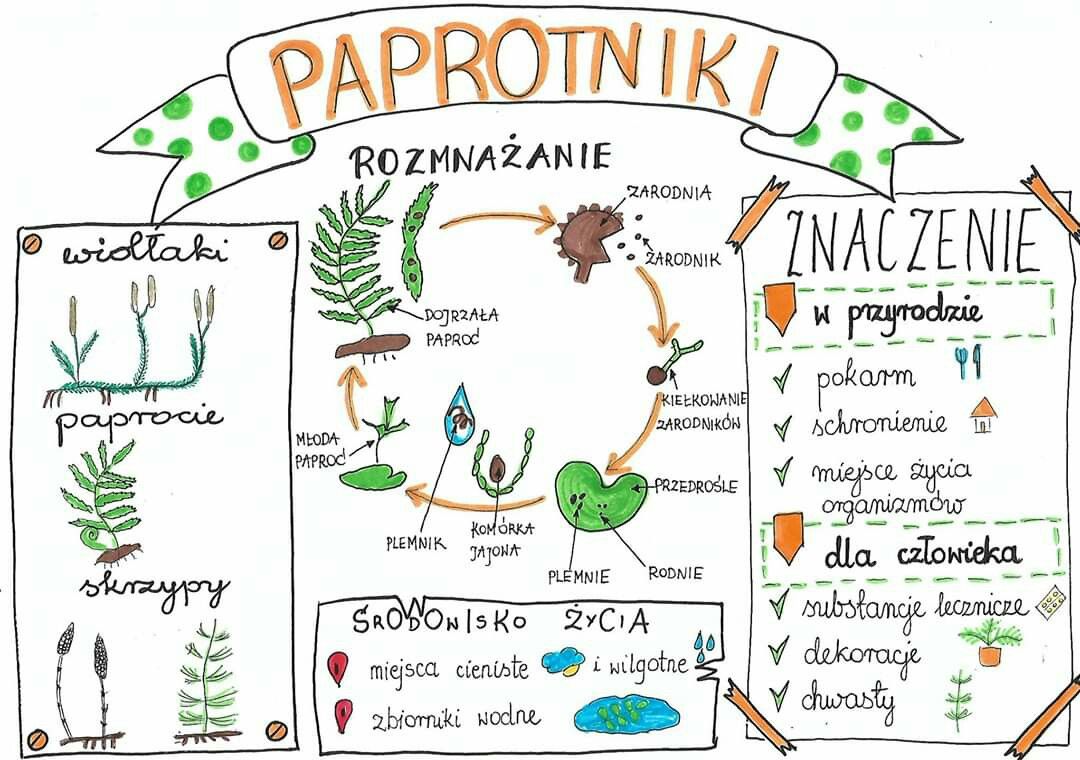 Paprotniki | Biologia, Maturo Mchy I Paprotniki Test Klasa 5