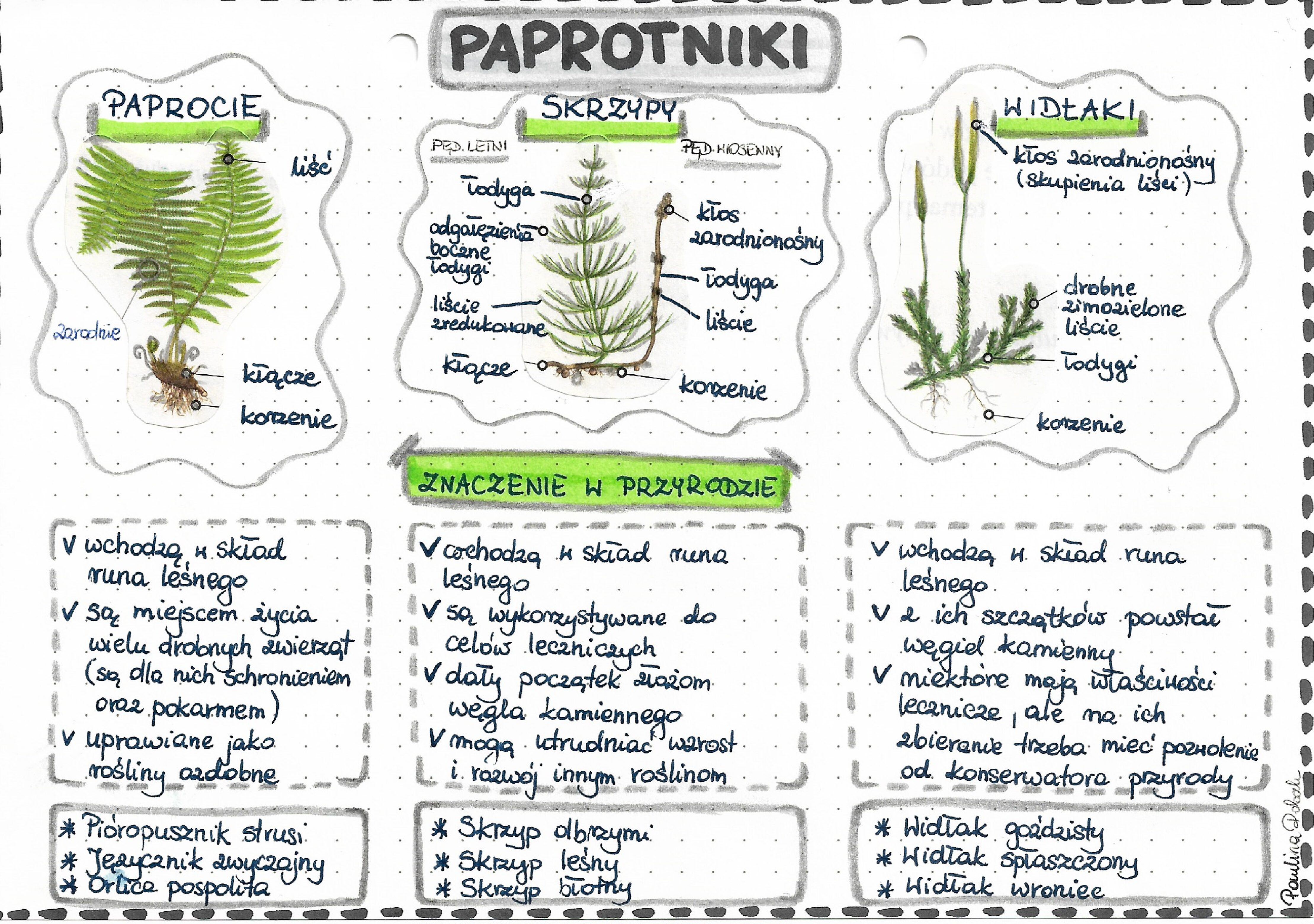 Paprotniki (paprocie, skrzypy, widłaki) - kolor - klasa 5 • Złoty Kartkówka Mchy I Paprotniki Klasa 5