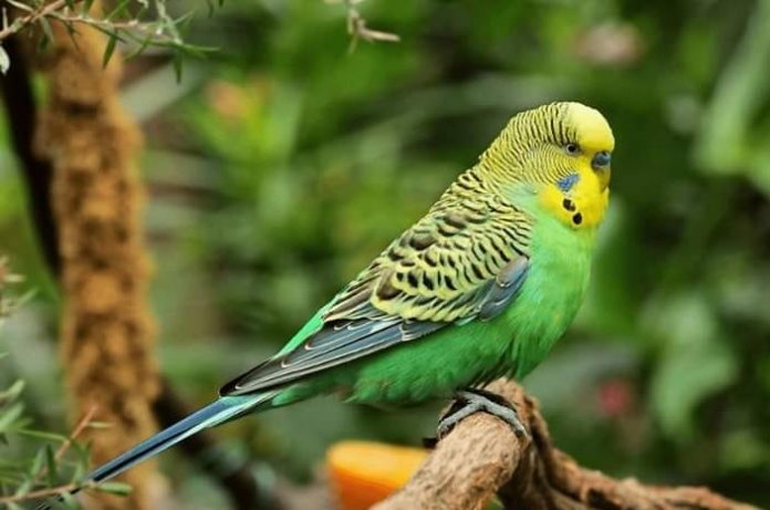 Papuga falista - informacje, hodowla, co potrzebuje, ile żyje i Ile Kosztuje Papuga Falista W Sklepie Zoologicznym