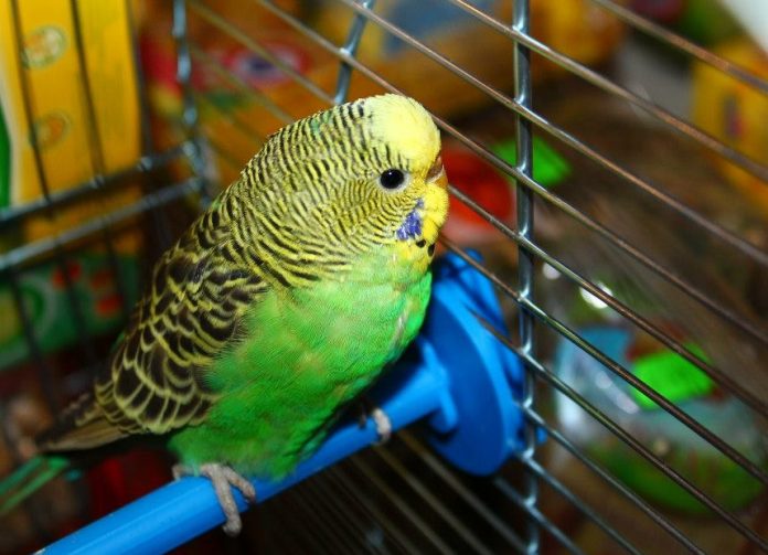 Papuga falista - informacje, hodowla, co potrzebuje, ile żyje i Ile Kosztuje Papuga Falista W Sklepie Zoologicznym