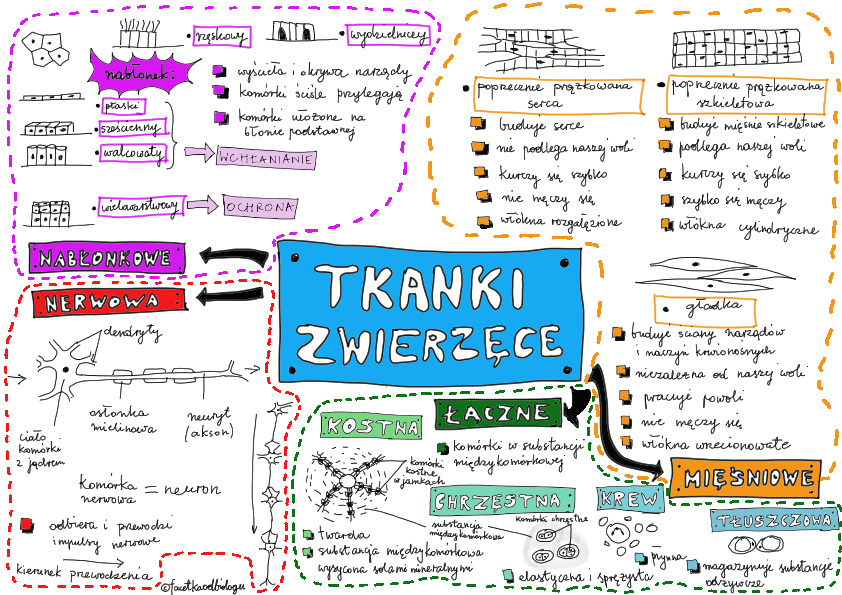 Parzydełkowce – Facetka od biologii Biologia Klasa 6 Od Parzydełkowców Do Pierścienic