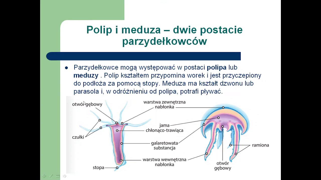 Parzydełkowce - najprostsze zwierzęta tkankowe BIOLOGIA kl 6 - YouTube Test Od Parzydełkowców Do Pierścienic