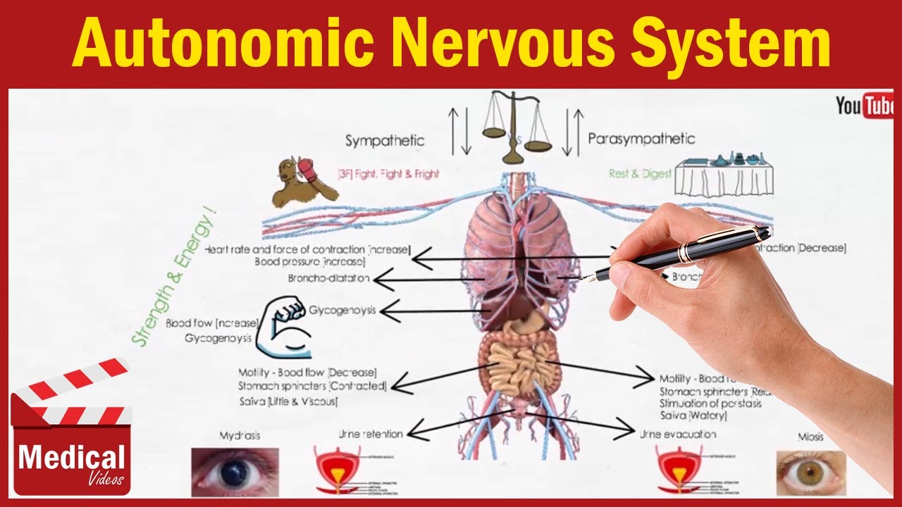 Pharmacology ANS 1 - Autonomic Nervous System Introduction Ati Pharmacology Made Easy Neurological System Part 1