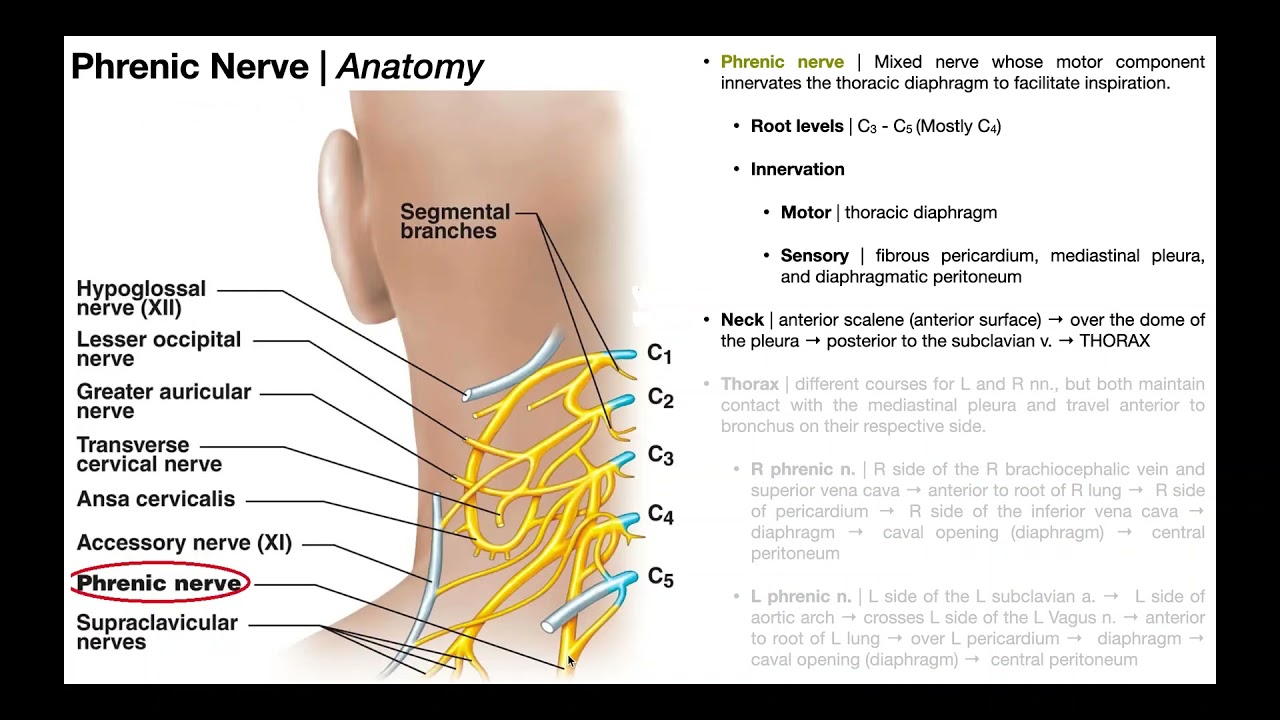 Phrenic Nerve | Functions, Course, & Impact of C3-C5 SCIs - YouTube Kto Może Być świadkiem Na Bierzmowaniu