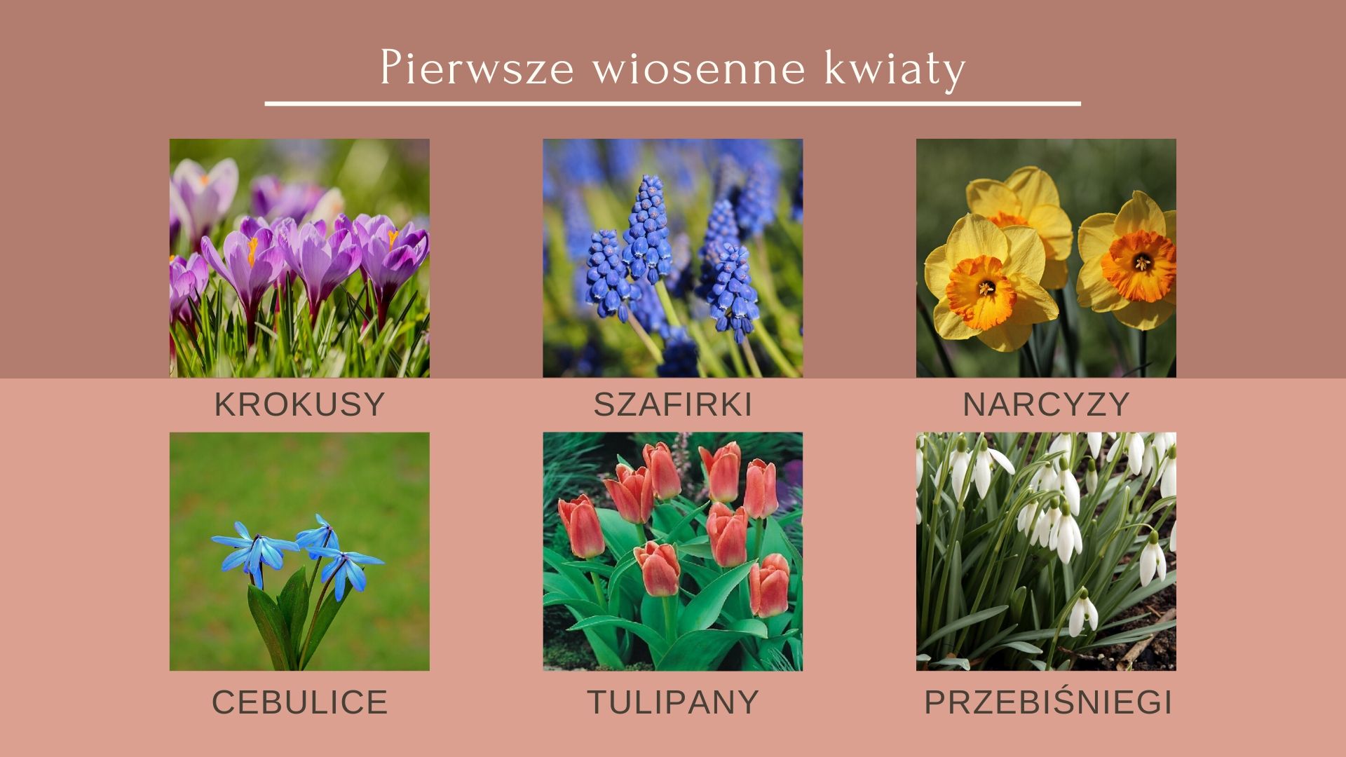Wiosenne Kwiaty Cebulowe Nazwy
