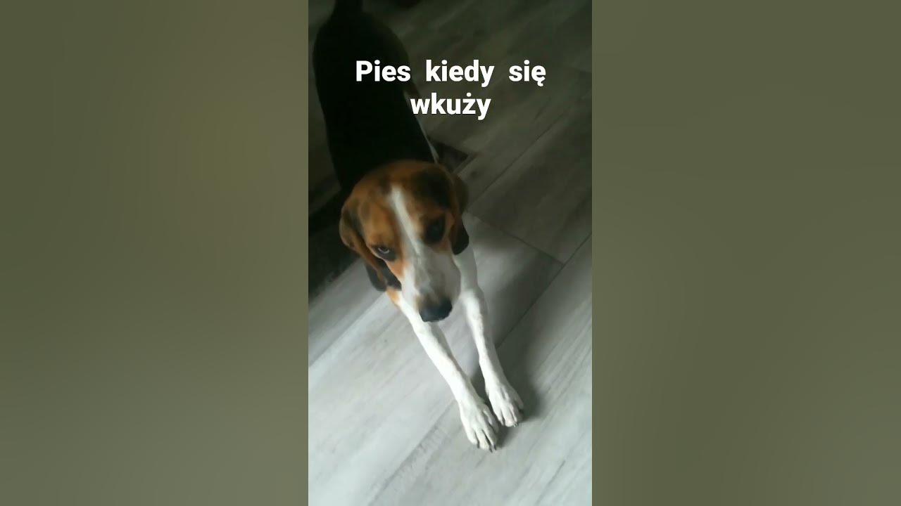 O Psie Który Jeździł Koleją Pdf