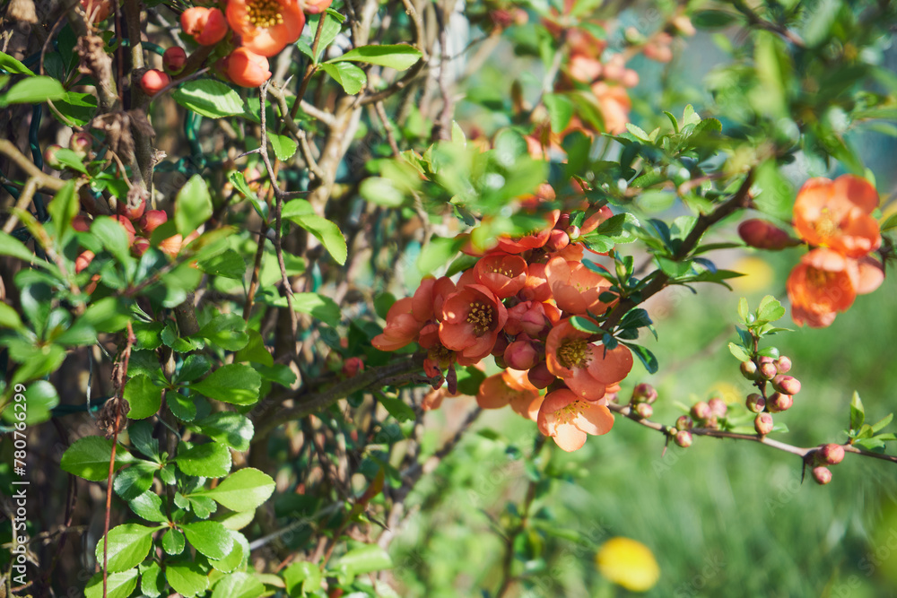 Chaenomeles Japonica Thunb Lindl Ex Spach