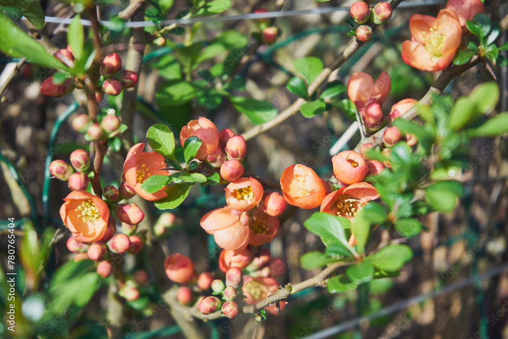 Pigwowiec japoński ,Chaenomeles japonica (Thunb.) Lindl. ex Spach Chaenomeles Japonica Thunb Lindl Ex Spach