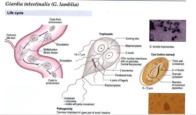 Antygen Giardia Intestinalis W Kale
