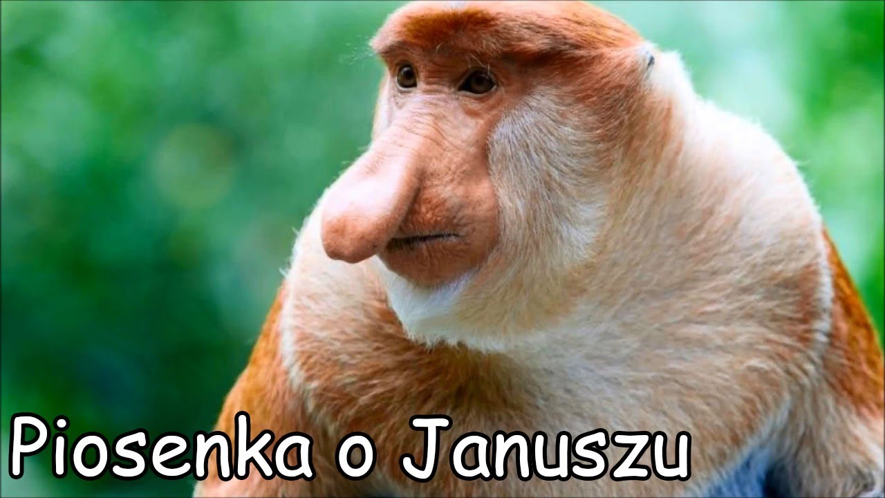 Piosenka o Januszu (Ogórek, Ogórek, Ogórek-Parody) - YouTube Januszek Januszek Od Piwa Ma Gruby Brzuszek