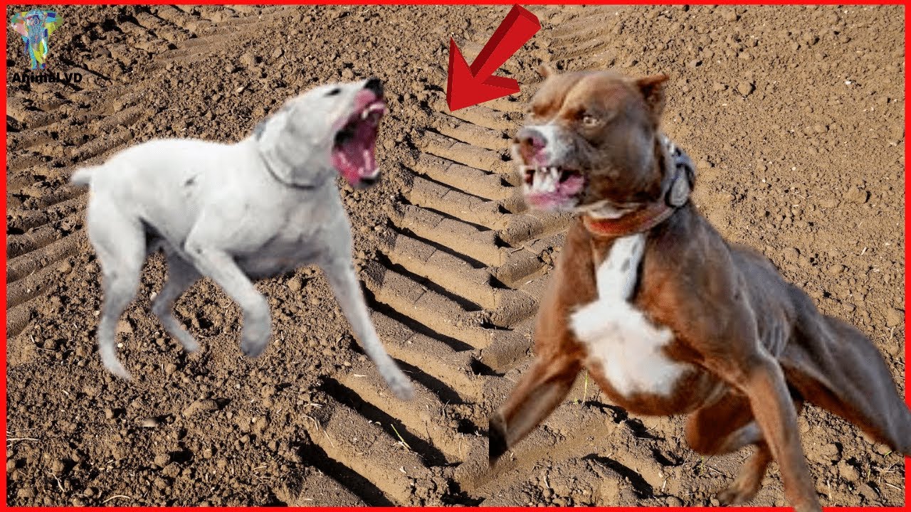 Pitbull VS Dogo Argentino Real Fight - Dogo Argentino VS Pitbull - YouTube Dogo Argentino Fight Pitbull Video