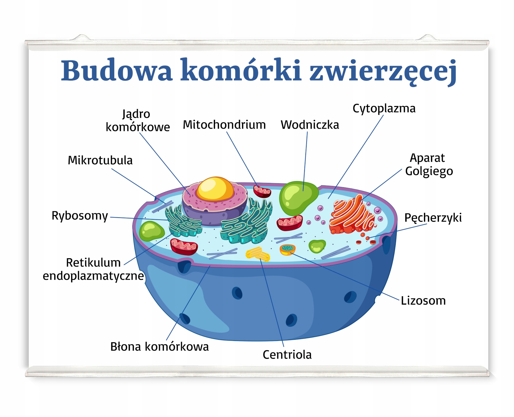 Budowa Komórki Zwierzęcej Rysunek I Opis