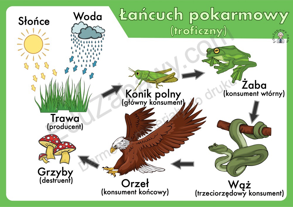 Uzupełnij łańcuchy Pokarmowe Nazwami Organizmów Z Zadania 7