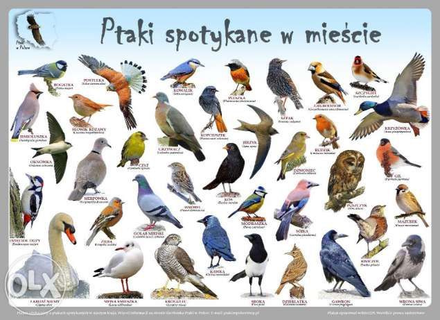 Plakaty edukacyjne Ptaki w Polsce Szczecin - image 3 | Natura Program Telewizyjny O Ptakach żyjących W Polsce