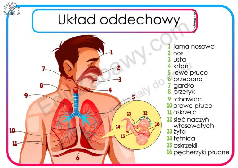 Plansze dydaktyczne: Układ oddechowy człowieka PDF XXL do druku Uklad Oddechowy Klasa 7 Nowa Era