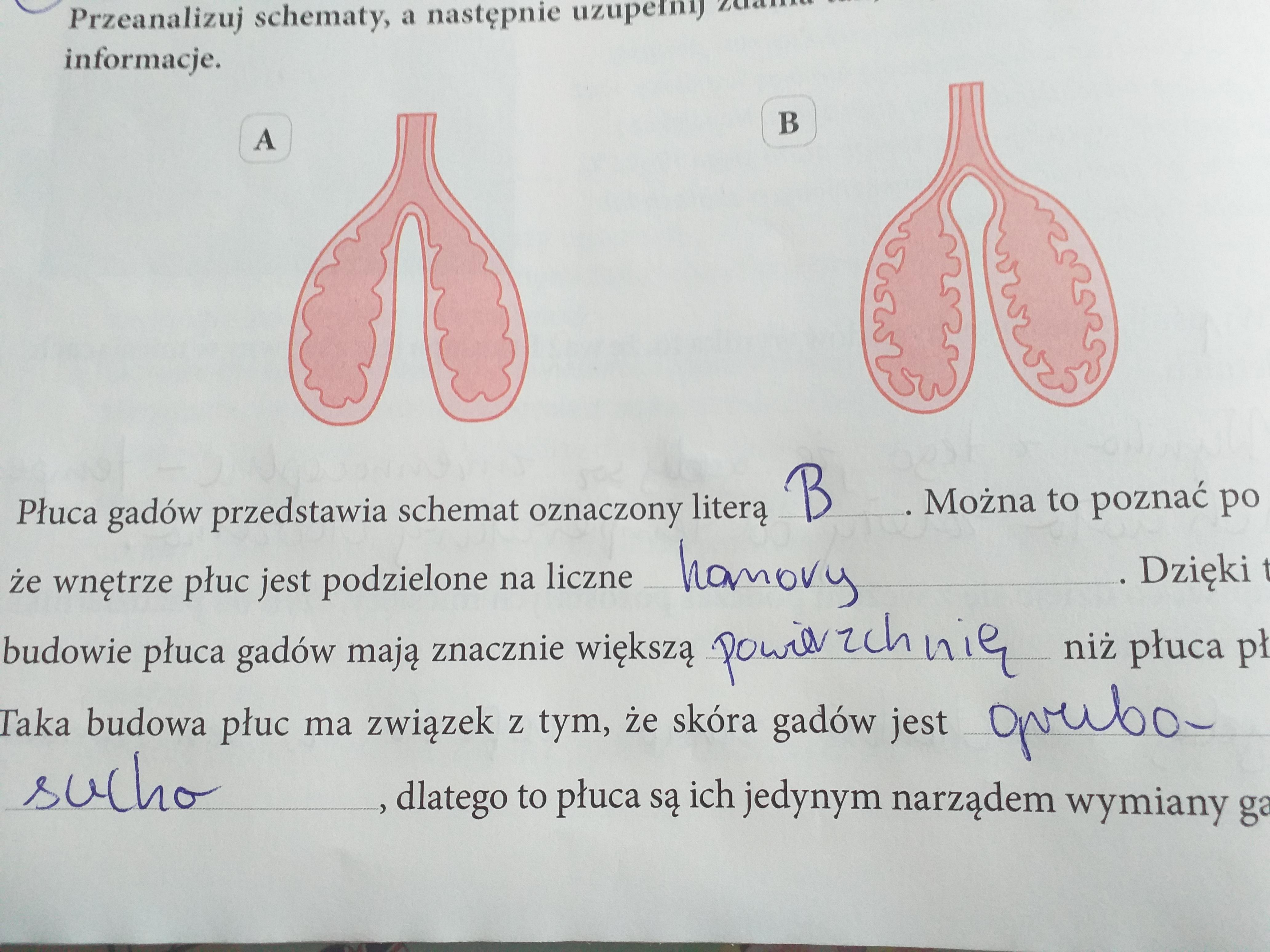 Płuca Gadów Przedstawia Schemat Oznaczony Literą - Margaret Wiegel Zaznacz Ceche Ktora Jest Wspolna Dla Wszystkich Czterech Grup Gadow
