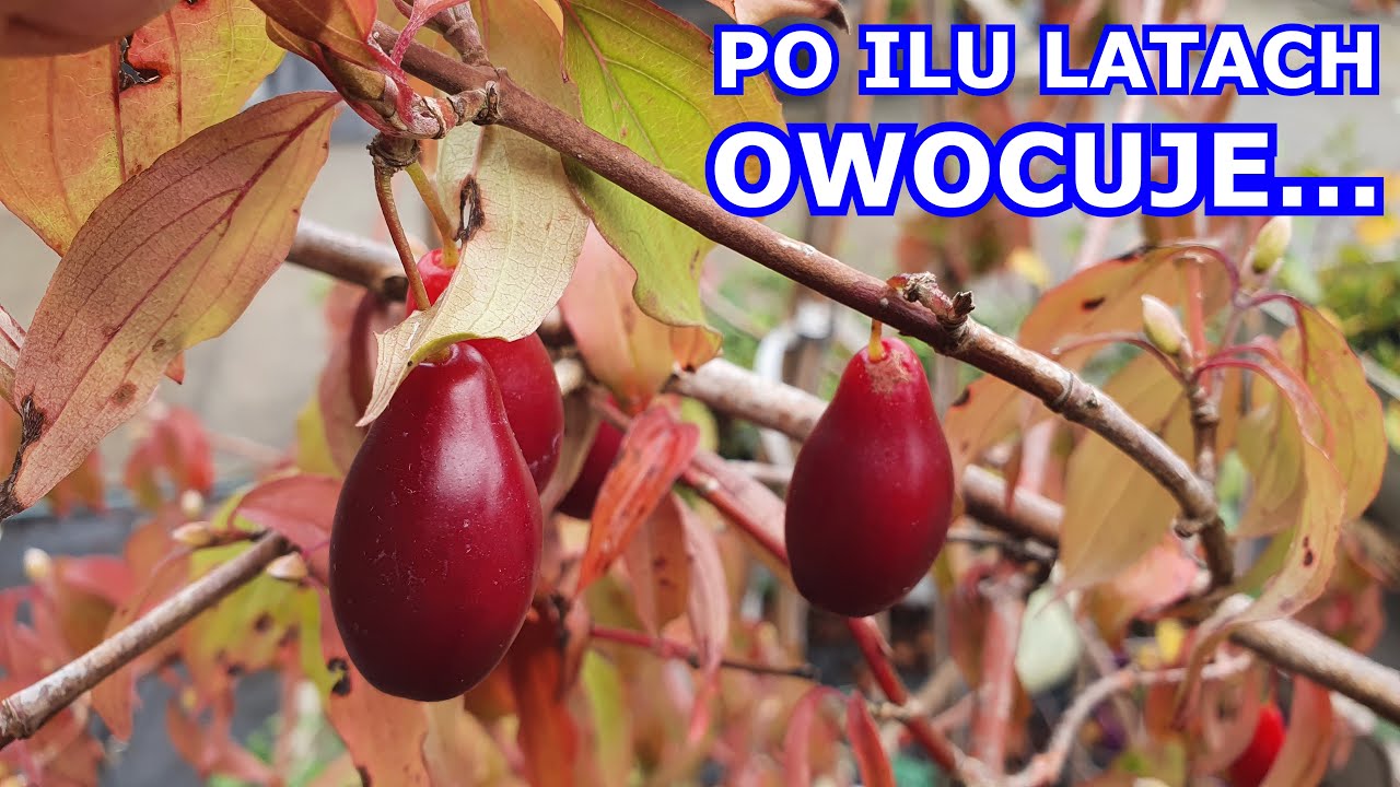 Karta Górnika Ile Procent Po Ilu Latach
