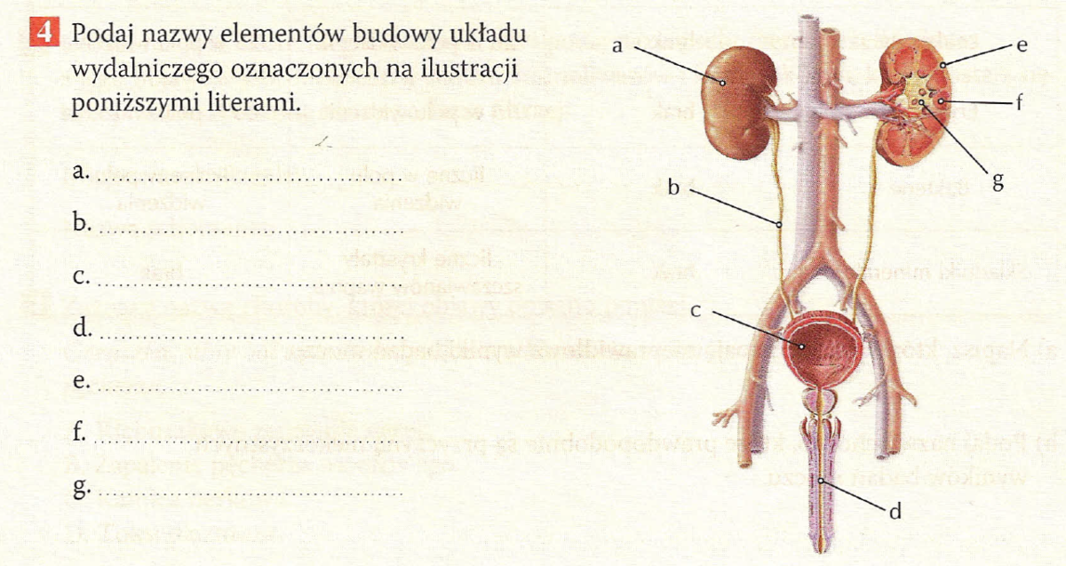 Podaj Nazwy Elementów Układu Wydalniczego Których Dotyczą Podane Opisy