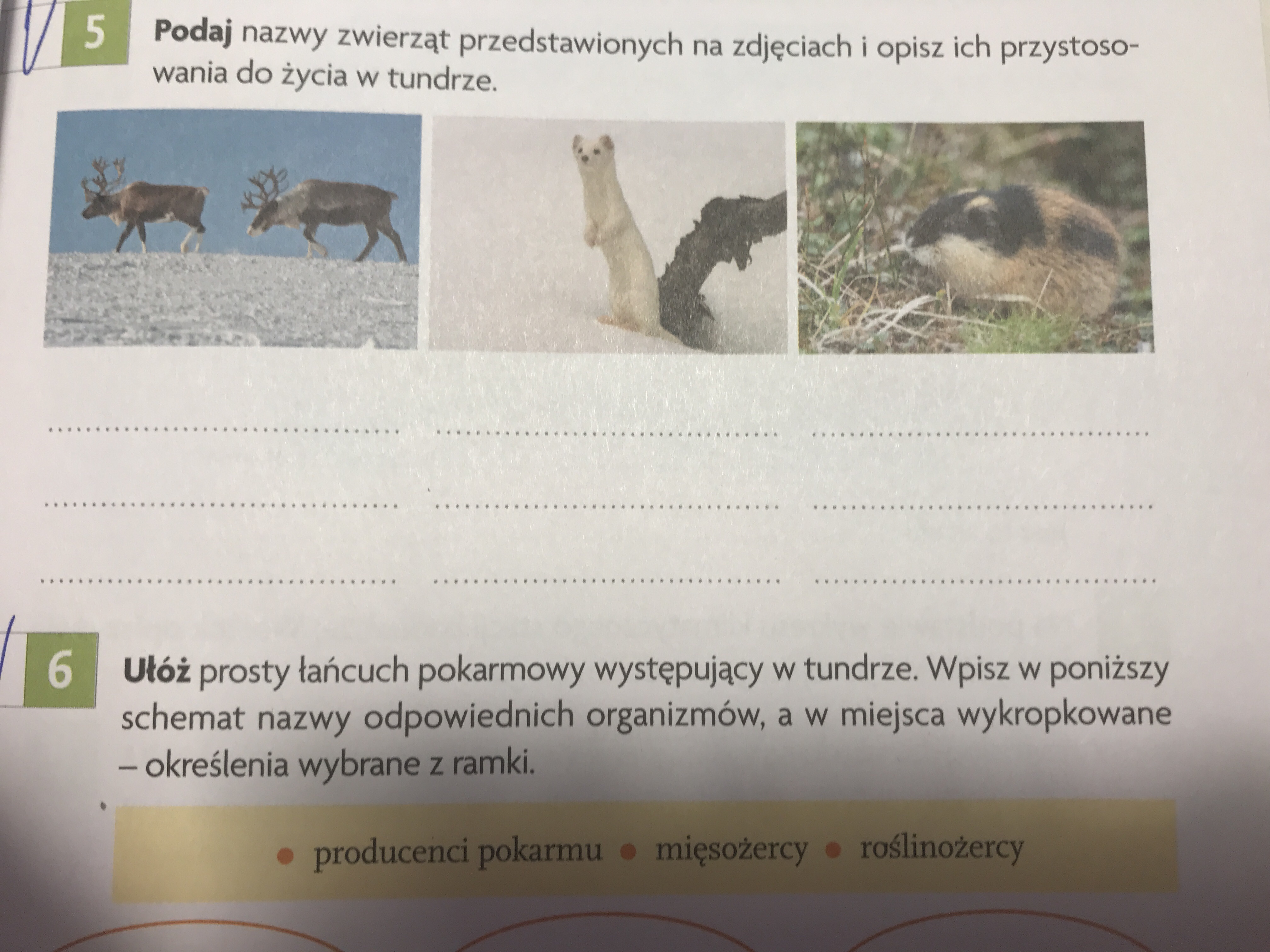 Podaj nazwy zwierząt przedstawionych na zdjęciach i opisz ich Podaj Trzy Przystosowania Jaszczurki żyworodnej Do życia Na Lądzie