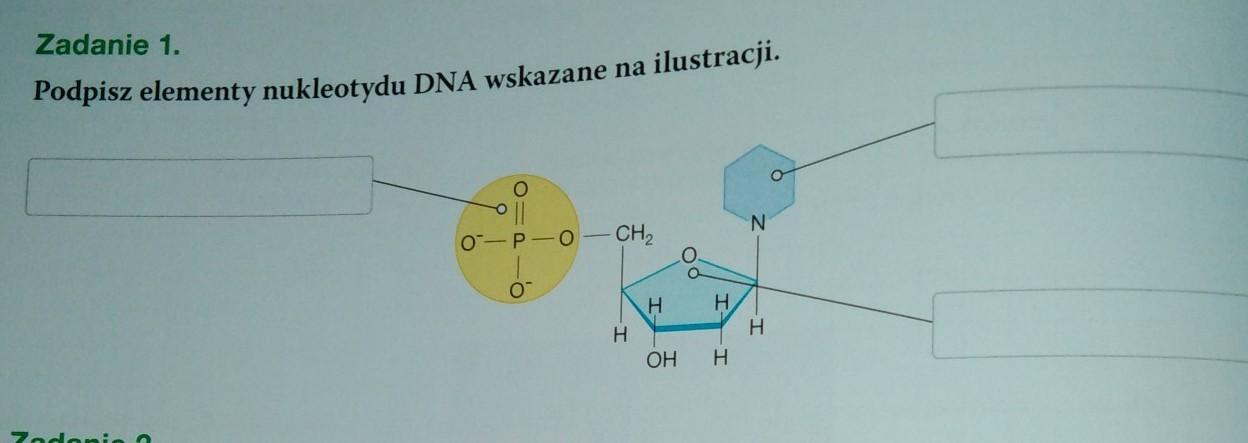 Podpisz Elementy Nukleotydu Dna Wskazane Na Ilustracji