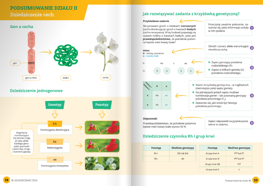 Sprawdzian Biologia Klasa 8 Dzial 2 Wsip