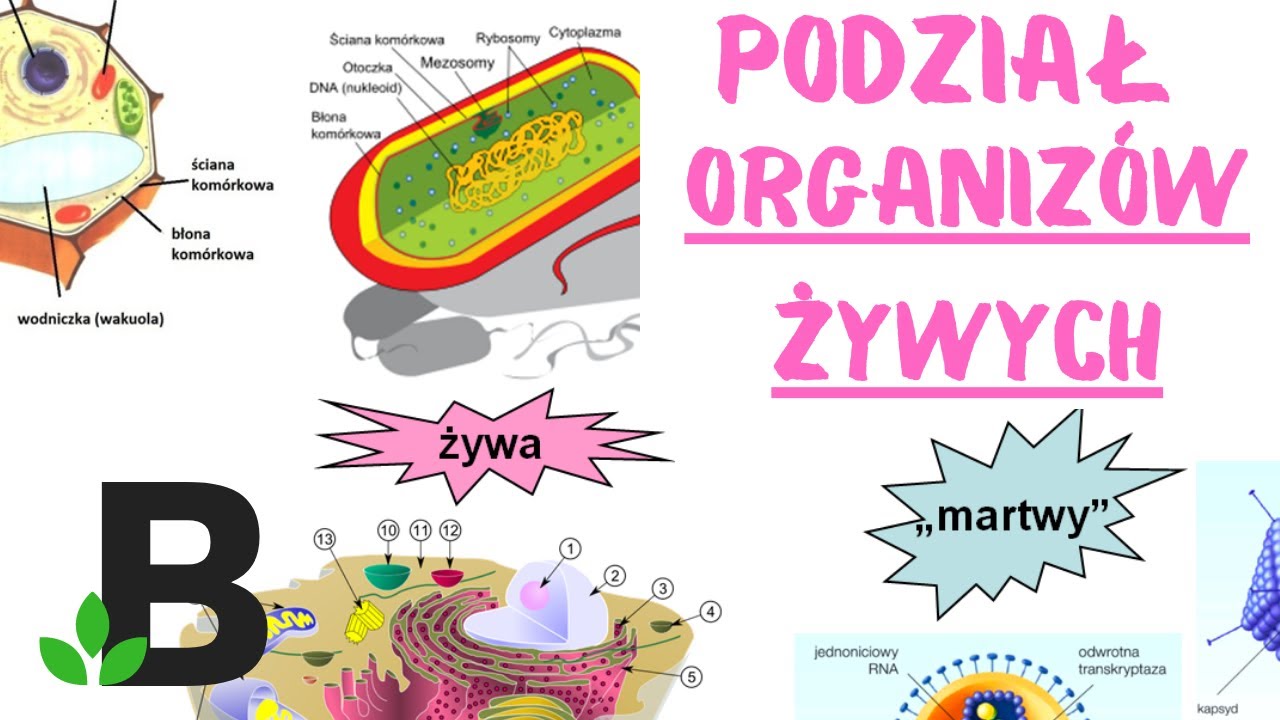 Podział organizmów żywych - KOREPETYCJE z BIOLOGII - 322 - YouTube Poznajemy świat Organizmów Klasa 4