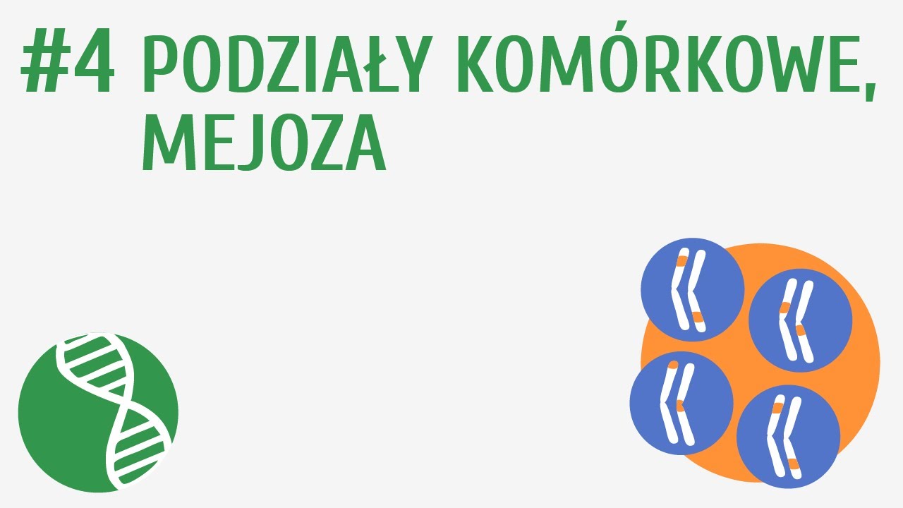 Podziały komórkowe, mejoza #4 [ Genetyka ] - YouTube Sprawdzian Genetyka Klasa 8 Pdf