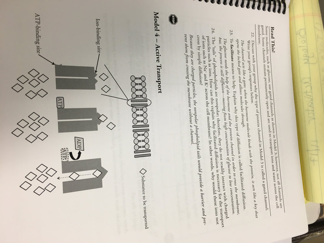 Membrane Structure And Function Pogil Pdf