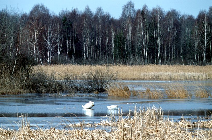 Poleski Park Narodowy Poleski Park Narodowy Zwierzęta Chronione