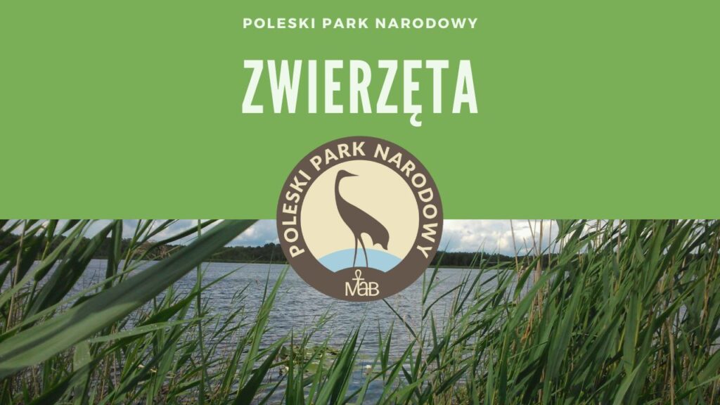 Poleski Park Narodowy Zwierzęta Chronione