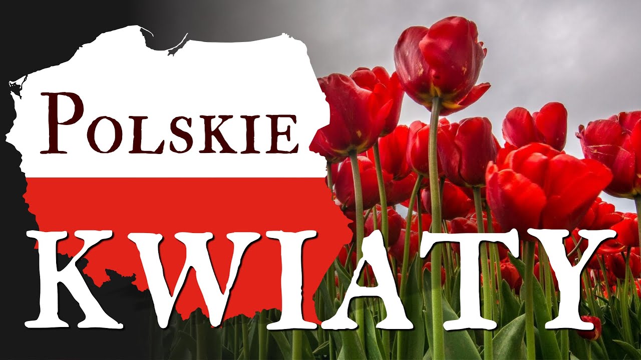 Polskie Kwiaty Autor Tekstu Piosenki
