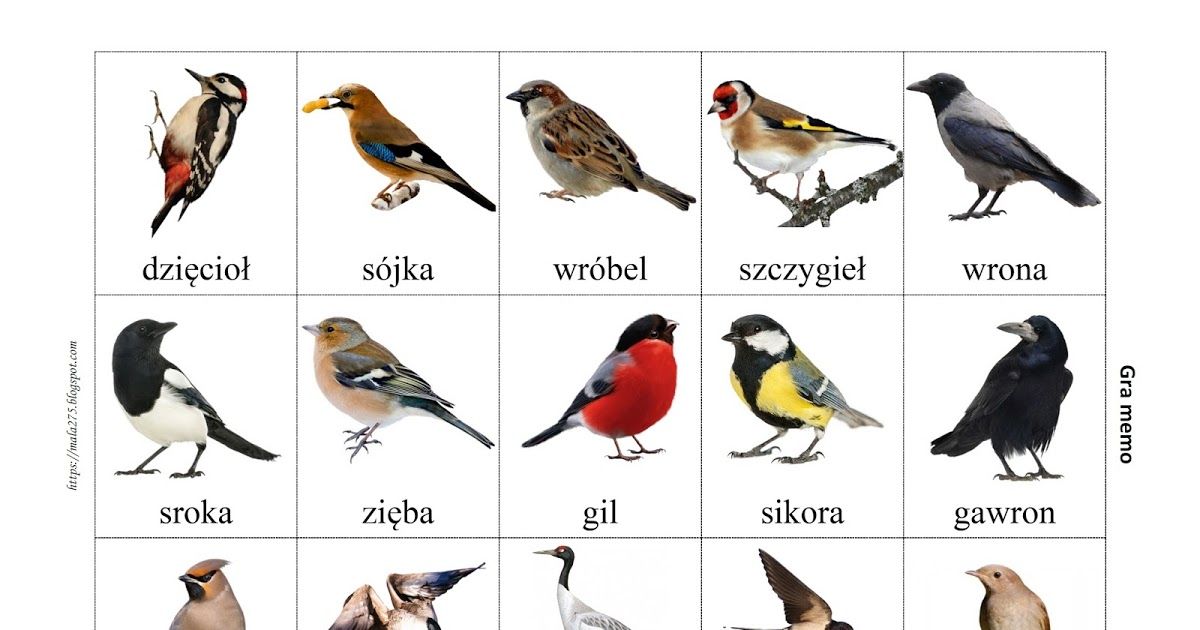 Nazwy Ptaków Które Przylatują Do Polski Na Zimę