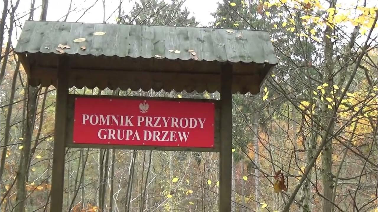 Pomnik Przyrody Drzewa Księżnej Izabeli