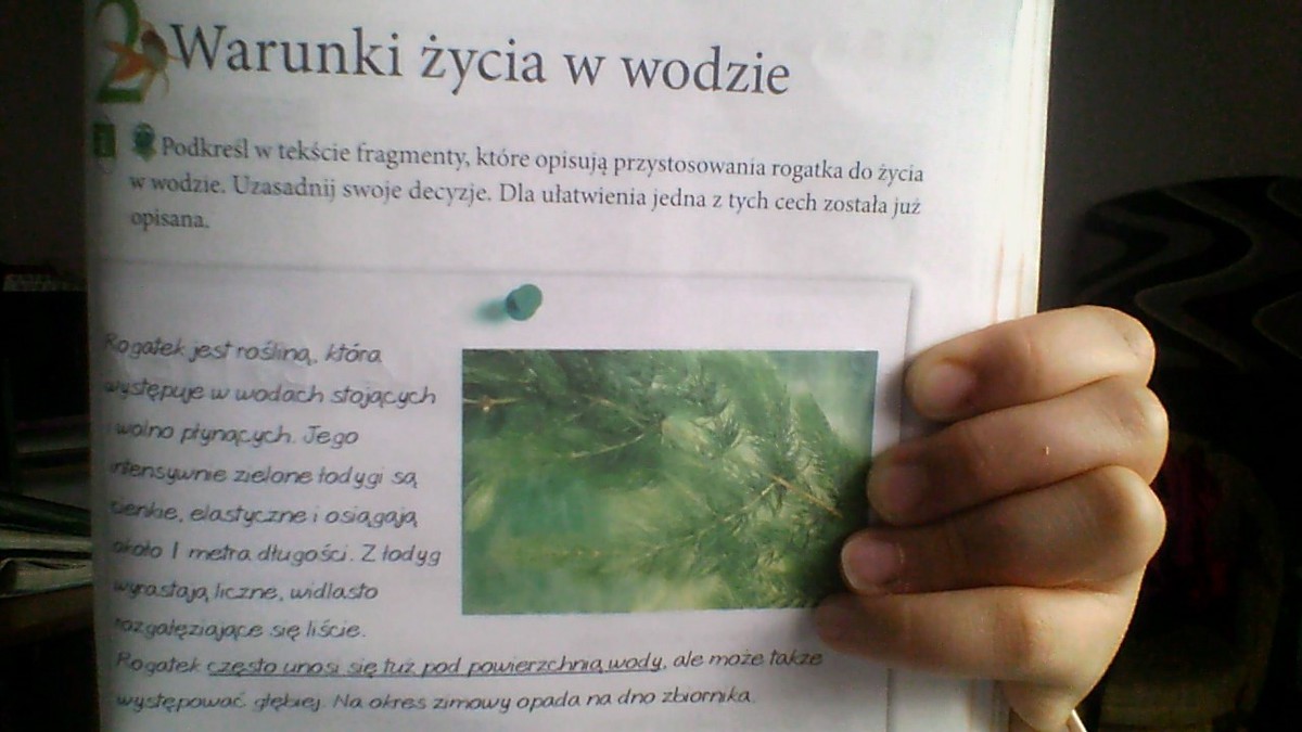 POMOCY!!! PRZYRODA!! - Brainly.pl Podkresl W Tekscie Fragmenty Ktore Opisuja Przystosowania Rogatka Do Zycia W Wodzie