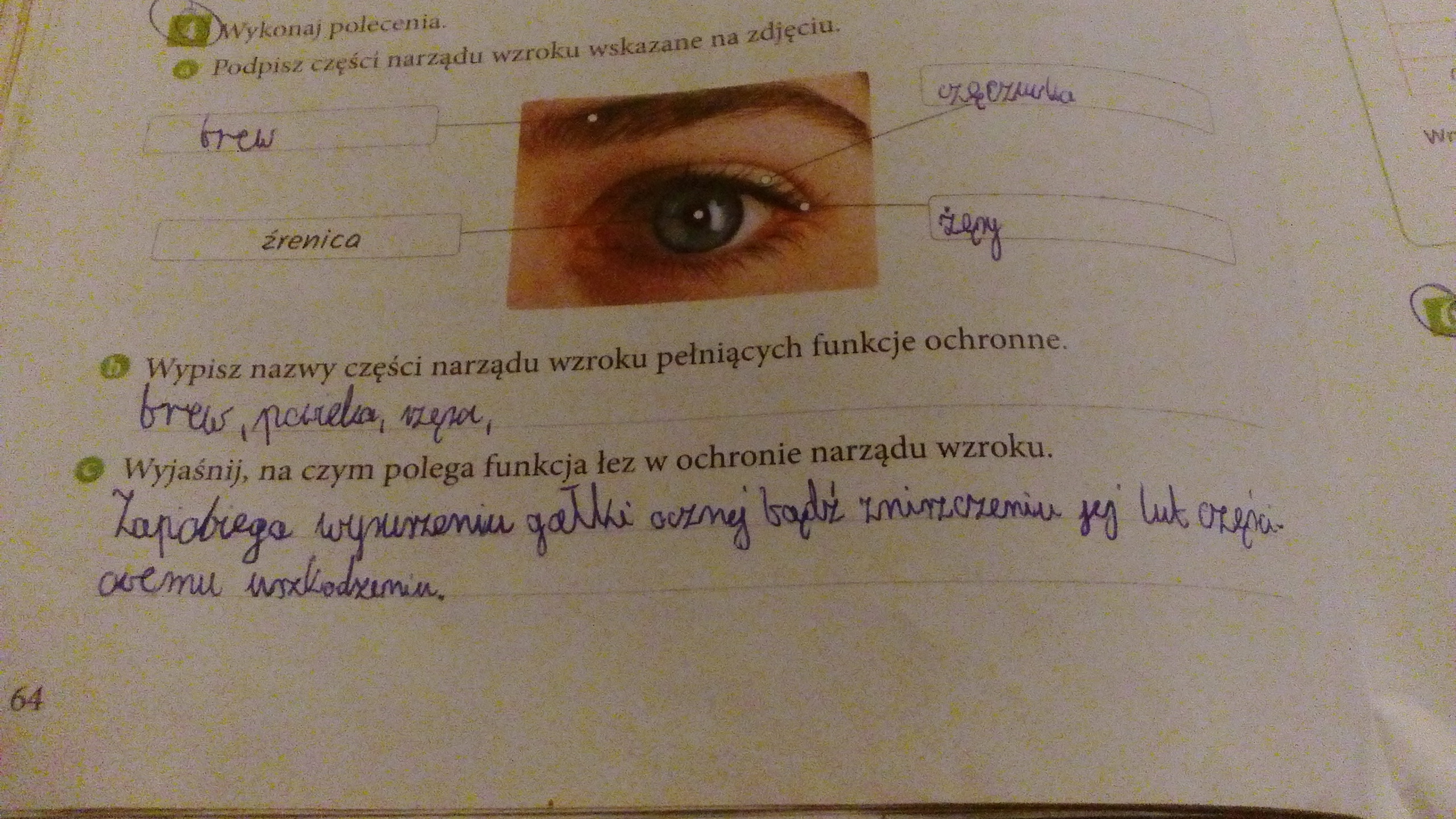 pomocyyyy to i to na teraz - Brainly.pl Podpisz Części Narządu Wzroku Wskazane Na Zdjęciu